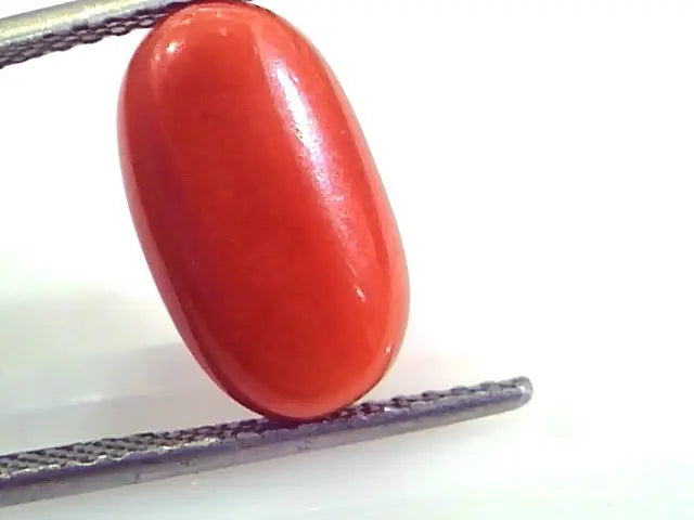 7.18 Ct Untreated Natural Premium Italian Red Coral AAAAA