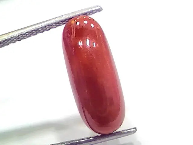 7.21 Ct 12 Ratti Natural Italian Red Coral Moonga Gemstone