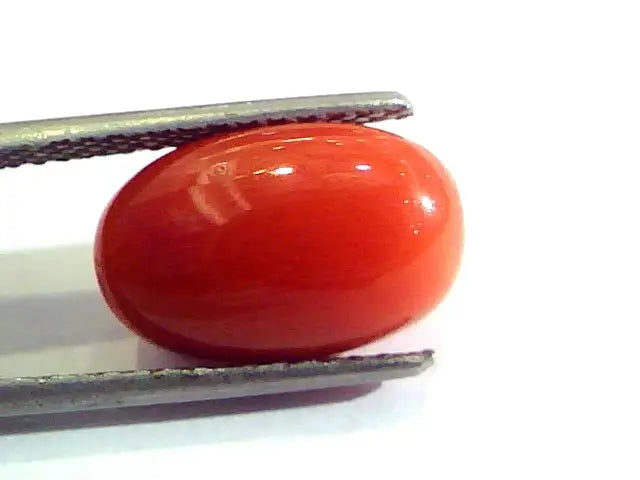 7.32 Ct Untreated Natural Premium Italian Red Coral AAAAA