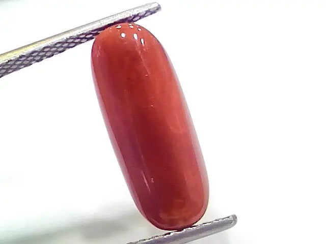 7.21 Ct 12 Ratti Natural Italian Red Coral Moonga Gemstone