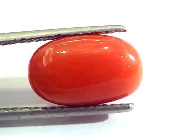 7.32 Ct Untreated Natural Premium Italian Red Coral AAAAA