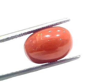 7.28 Ct 8.04 Ratti Natural Untreated Italian Red Coral Moonga Gems - Venus Gems