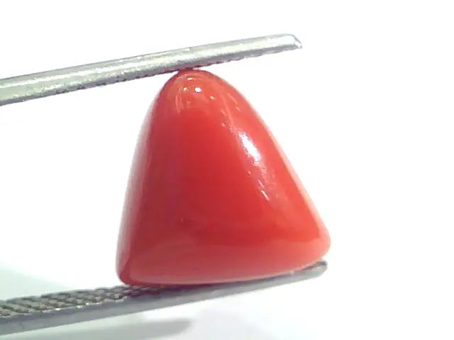 7.29 Ct 12.1 Ratti Natural Italian Triangle Red Coral Moonga Gemstone