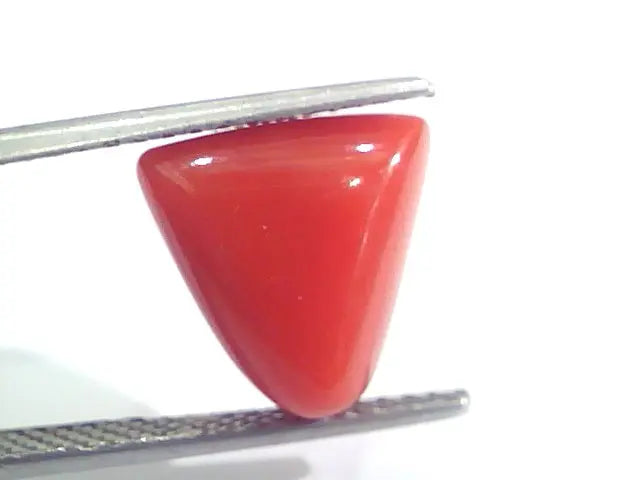 7.29 Ct 12.1 Ratti Natural Italian Triangle Red Coral Moonga Gemstone
