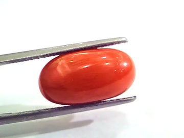 7.24 Carat Natural Italian Red Coral Moonga Gemstone AAAA