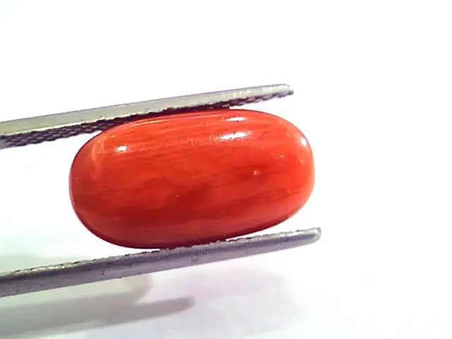 7.24 Carat Natural Italian Red Coral Moonga Gemstone AAAA