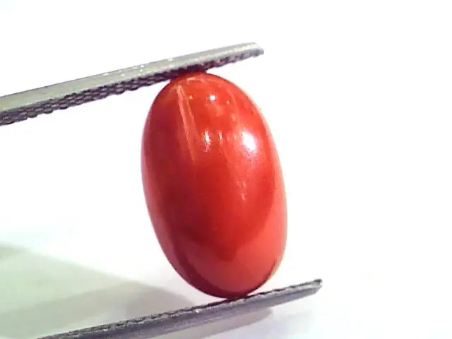 7.27 Carat Natural Italian Red Coral Moonga Gemstone AAAA