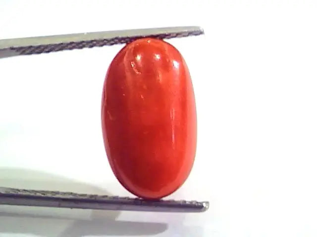 7.27 Carat Natural Italian Red Coral Moonga Gemstone AAAA