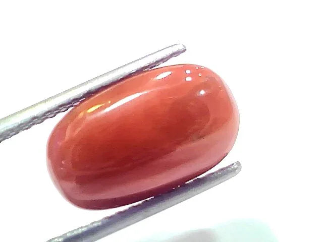 7.30 Ct 8.1 Ratti Natural Untreated Italian Red Coral Moonga Gems - Venus Gems