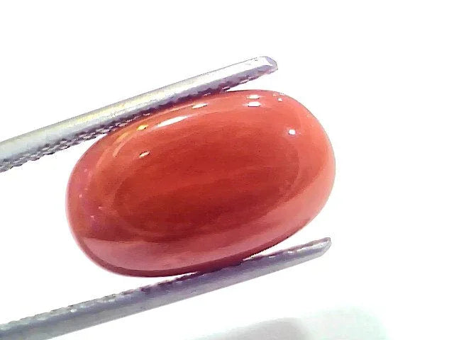 7.30 Ct 8.1 Ratti Natural Untreated Italian Red Coral Moonga Gems - Venus Gems