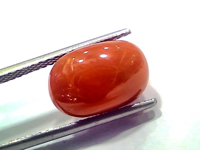 7.29 Ct 8.01 Ratti Natural Untreated Italian Red Coral Moonga AAAAA