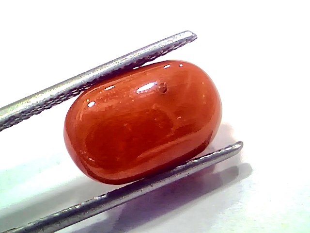 7.29 Ct 8.01 Ratti Natural Untreated Italian Red Coral Moonga AAAAA
