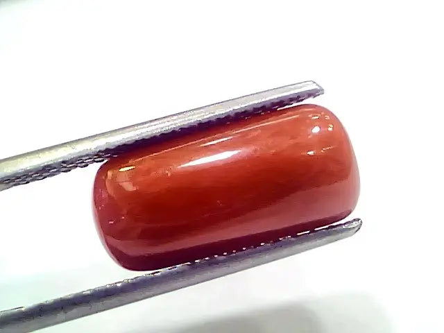 7.35 Ct 8.16 Ratti Natural Italian Red Coral Moonga Gemstone