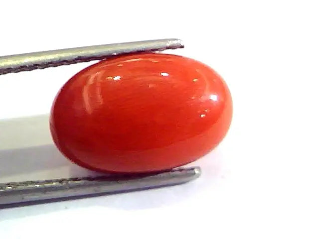 7.41 Ct Untreated Natural Premium Italian Red Coral AAAAA