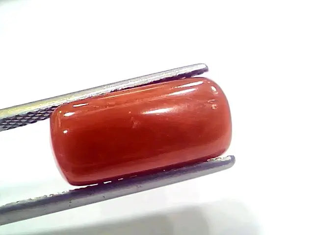 7.35 Ct 8.16 Ratti Natural Italian Red Coral Moonga Gemstone