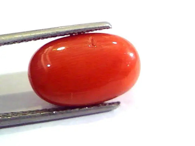 7.41 Ct Untreated Natural Premium Italian Red Coral AAAAA