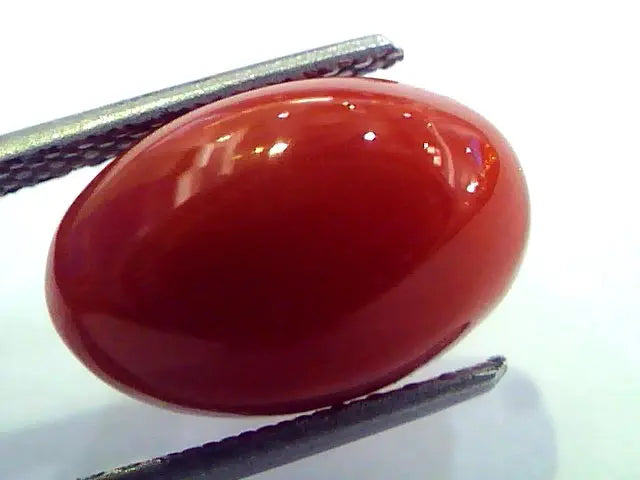 7.37 Ct Top Grade Premium Untreated Natural Japan Red Coral Gemstone