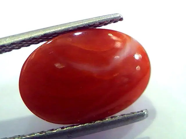 7.37 Ct Top Grade Premium Untreated Natural Japan Red Coral Gemstone