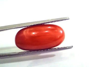 7.30 Carat Natural Italian Red Coral Moonga Gemstone AAAA