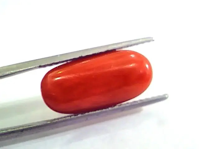 7.30 Carat Natural Italian Red Coral Moonga Gemstone AAAA