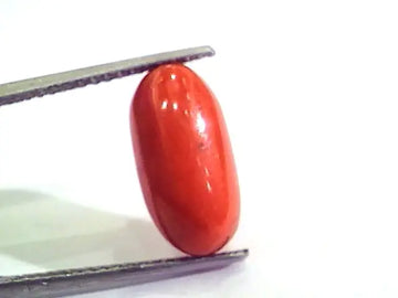 7.34 Carat Natural Italian Red Coral Moonga Gemstone AAAA