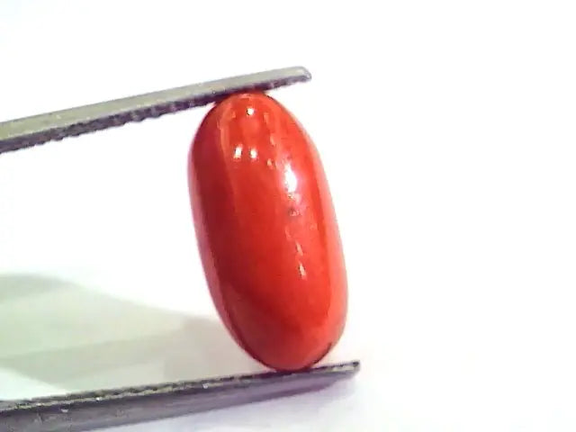 7.34 Carat Natural Italian Red Coral Moonga Gemstone AAAA