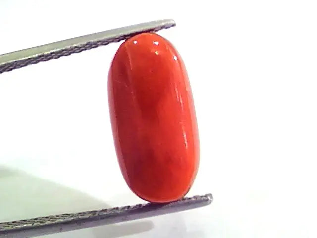 7.34 Carat Natural Italian Red Coral Moonga Gemstone AAAA