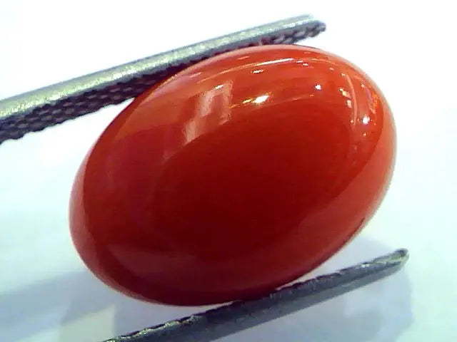 7.40 Ct Top Grade Premium Untreated Natural Japan Red Coral Gemstone