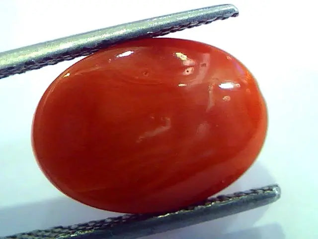 7.40 Ct Top Grade Premium Untreated Natural Japan Red Coral Gemstone