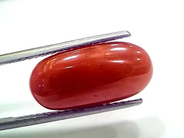 7.44 Ct 8.26 Ratti Natural Italian Red Coral Moonga Gemstone - Venus Gems