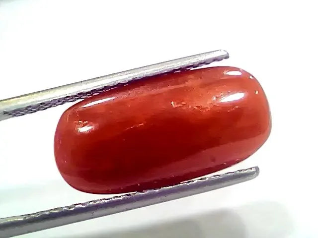 7.44 Ct 8.26 Ratti Natural Italian Red Coral Moonga Gemstone - Venus Gems