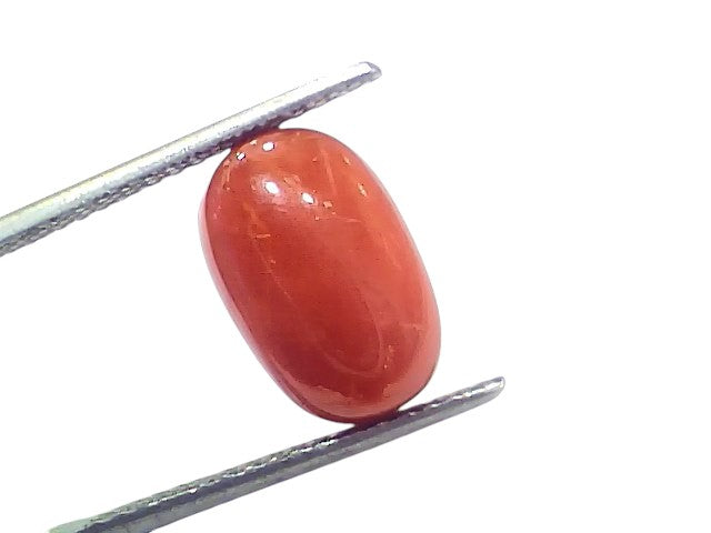 7.54 Ct 8.32 Ratti Natural Untreated Italian Red Coral Moonga AAAAA