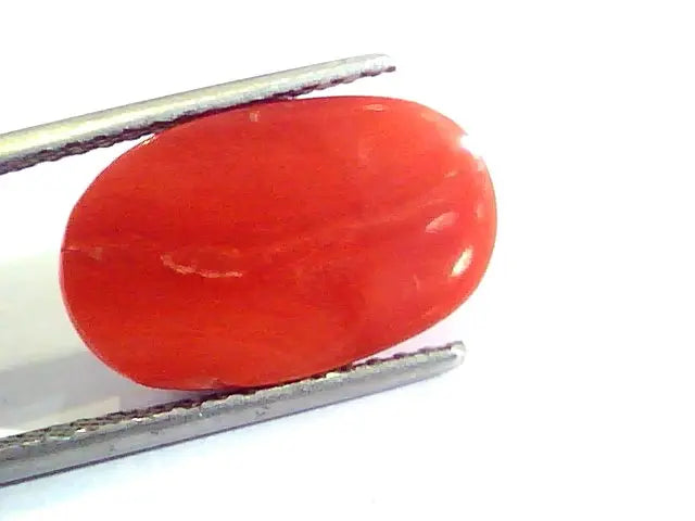 7.48 Ct Untreated Natural Premium Italian Red Coral AAAAA