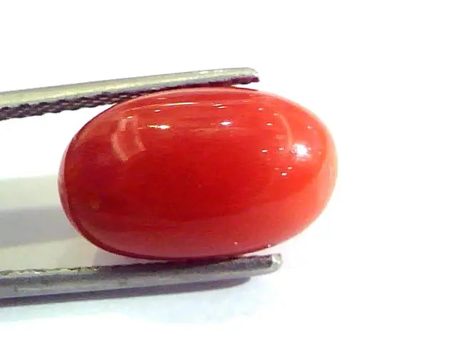 7.48 Ct Untreated Natural Premium Italian Red Coral AAA