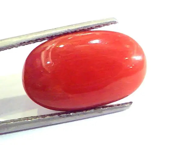 7.48 Ct Untreated Natural Premium Italian Red Coral AAAAA