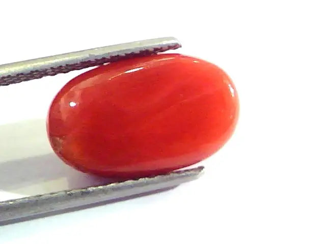 7.48 Ct Untreated Natural Premium Italian Red Coral AAA