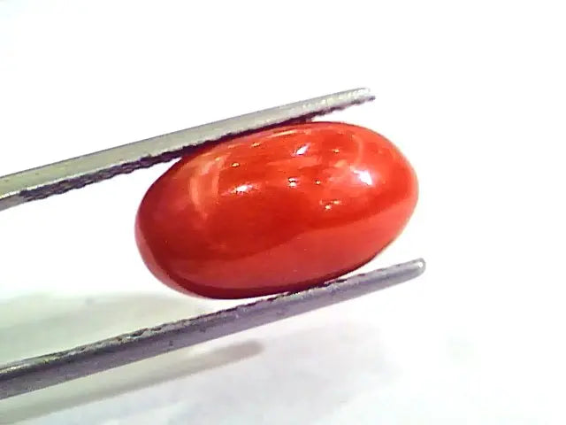 7.50 Carat Natural Italian Red Coral Moonga Gemstone AAAA