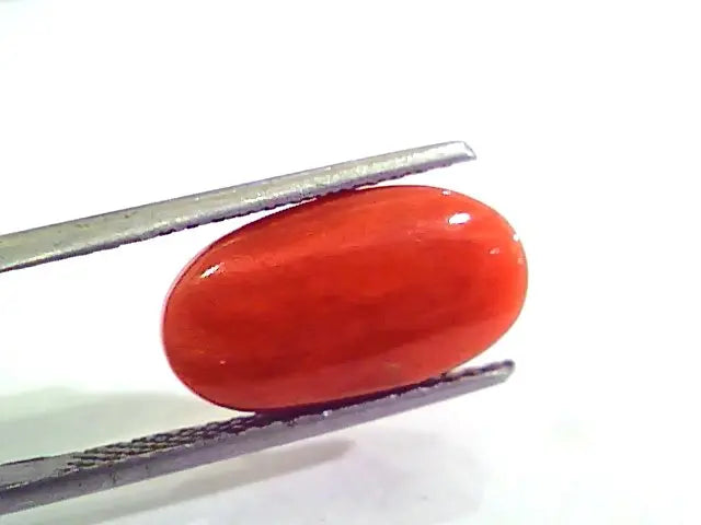 7.50 Carat Natural Italian Red Coral Moonga Gemstone AAAA