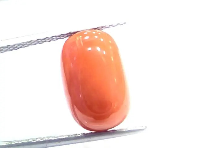 7.57 Ct 12.5 Ratti Natural Italian Red Coral Moonga Gemstone