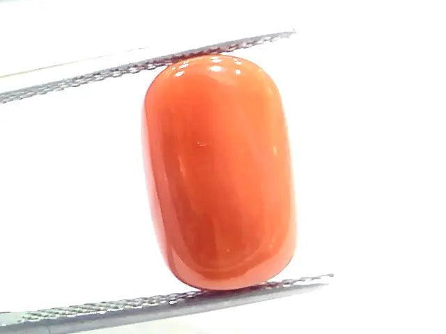 7.57 Ct 12.5 Ratti Natural Italian Red Coral Moonga Gemstone