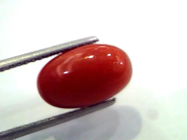 7.56 Ct Untreated Natural Premium Red Italian Coral AAA
