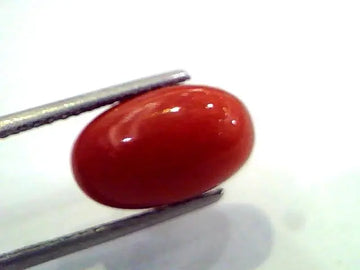 7.56 Ct Untreated Natural Premium Red Italian Coral AAA