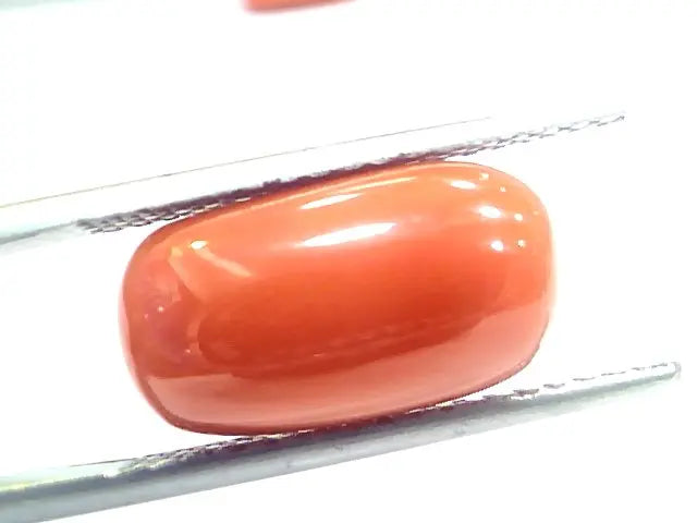 7.62 Ct 12.6 Ratti Natural Italian Red Coral Moonga Gemstone