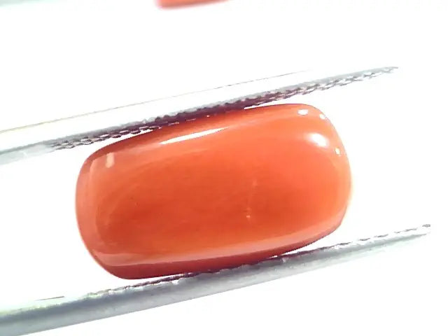 7.62 Ct 12.6 Ratti Natural Italian Red Coral Moonga Gemstone