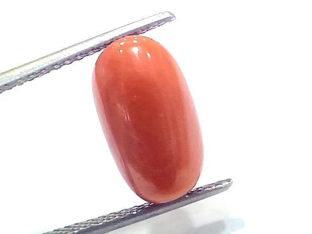 7.60 Ct 8.4 Ratti Natural Untreated Italian Red Coral Moonga Gems - Venus Gems