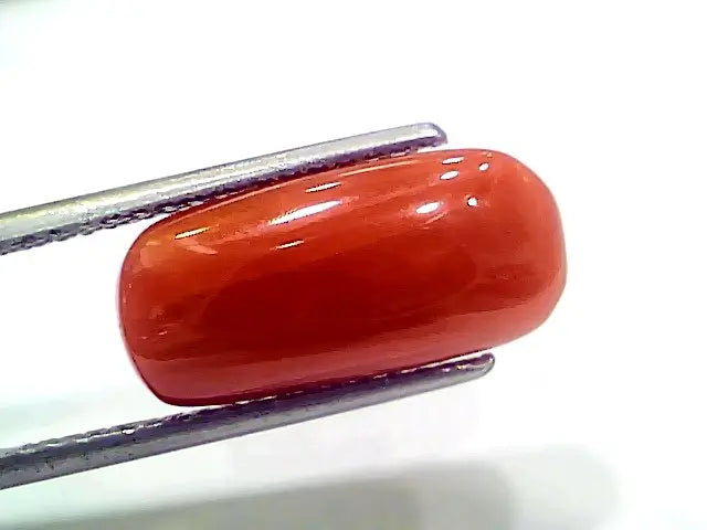 7.66 Ct 8.51 Ratti Natural Italian Red Coral Moonga Gemstone