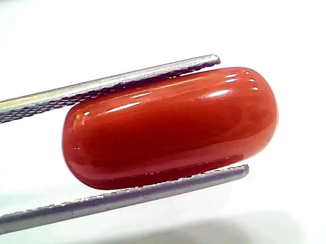 7.66 Ct 8.51 Ratti Natural Italian Red Coral Moonga Gemstone