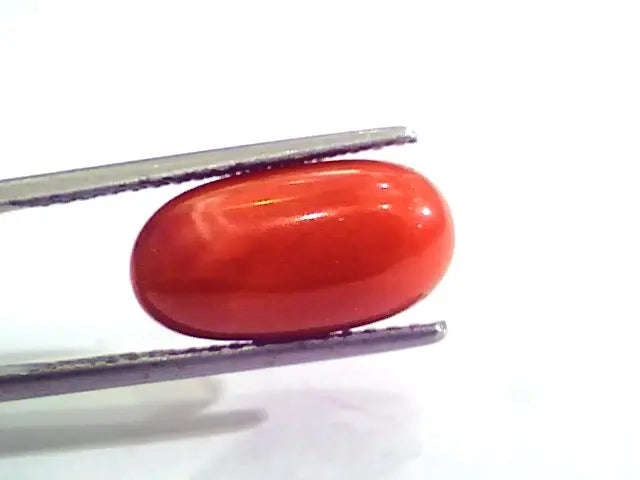 7.61 Carat Natural Italian Red Coral Moonga Gemstone AAAA