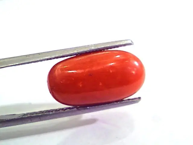 7.61 Carat Natural Italian Red Coral Moonga Gemstone AAAA