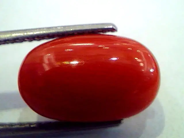 7.69 Ct Premium Natural Italian Red Coral,Real Moonga Gemstone AAA